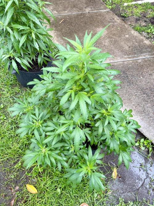 Blue Skunk. Week 9