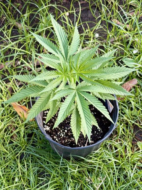 OG KUSH - 6/10/26. Week 4