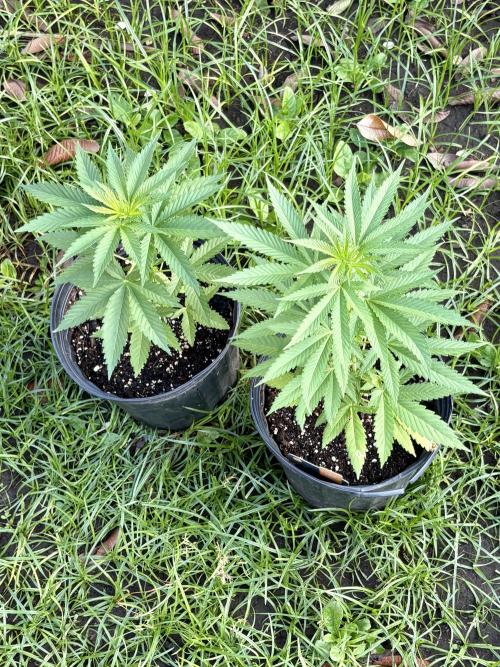 Purple Haze - 6/3/26. Week 5