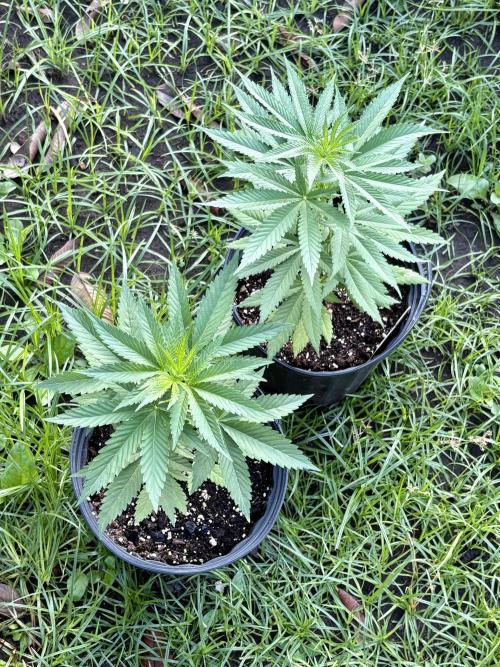 Purple Haze - 6/3/26. Week 5