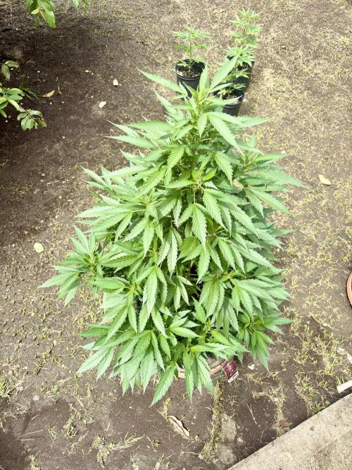 Blue Skunk - 4/12/26. Week 10