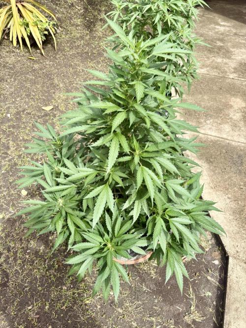 Blue Skunk - 4/12/26. Week 10