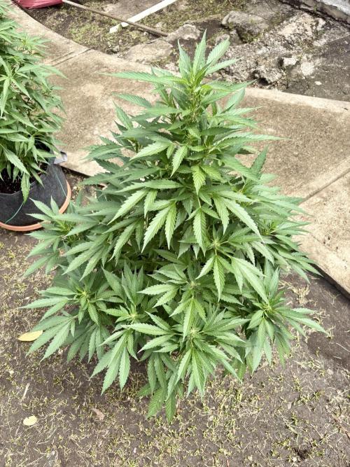 Blue Skunk - 4/12/26. Week 10