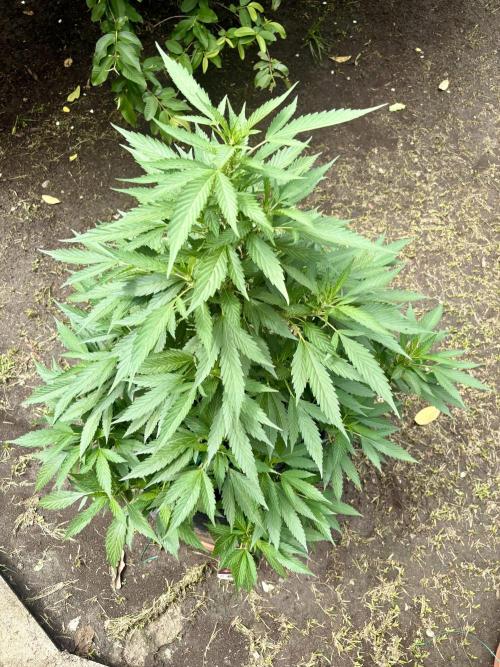 Blue Skunk - 4/12/26. Week 10