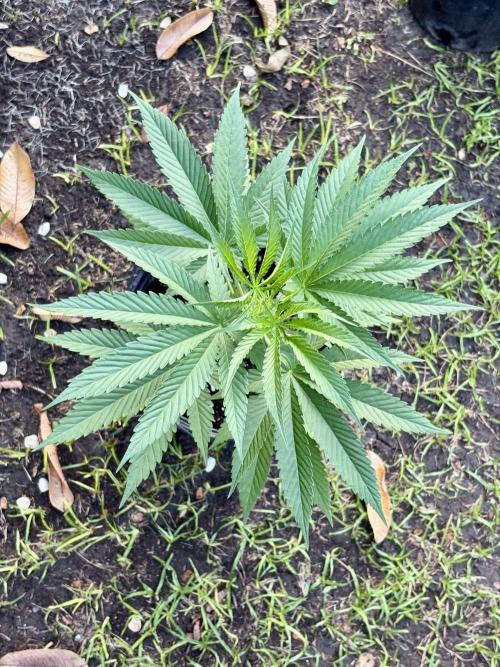 OG KUSH - 6/10/26. Week 5