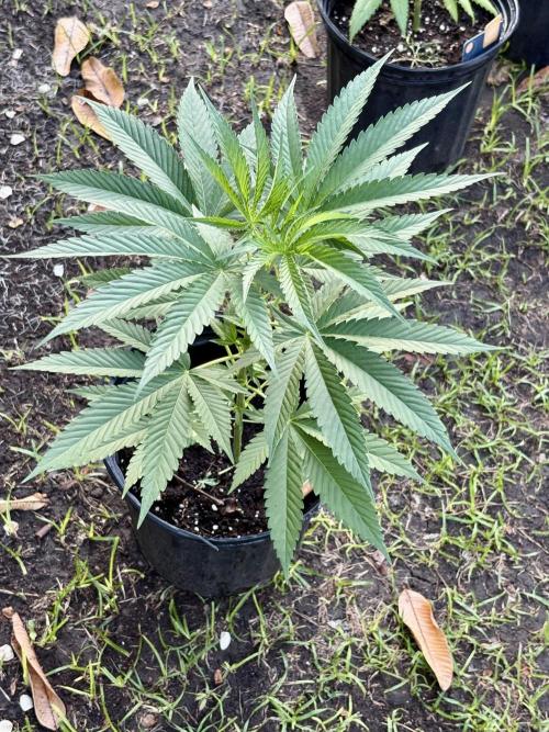 OG KUSH - 6/10/26. Week 5