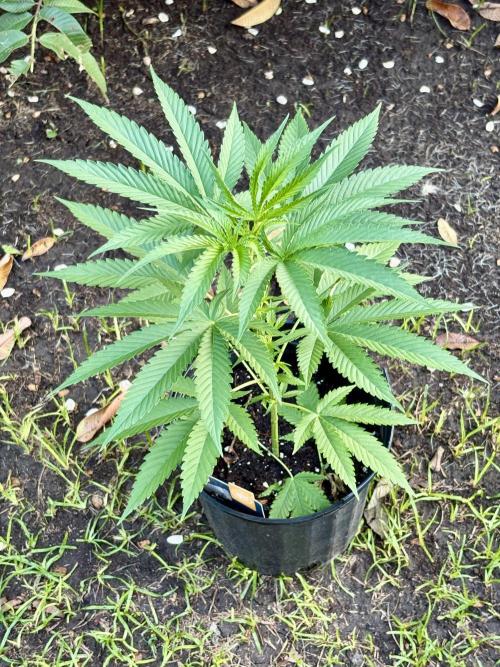 OG KUSH - 6/10/26. Week 5