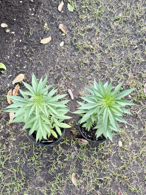 Purple Haze - 6/3/26. Week 6