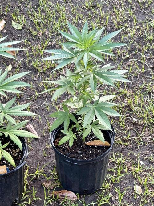 Purple Haze - 6/3/26. Week 6