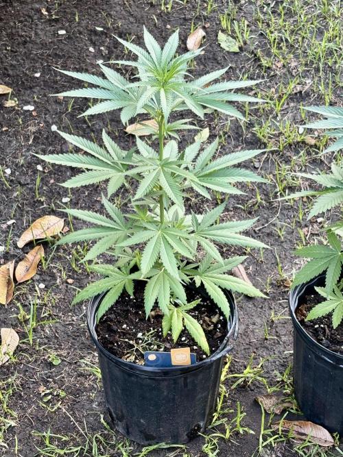 Purple Haze - 6/3/26. Week 6