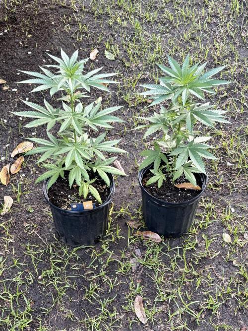 Purple Haze. Week 6