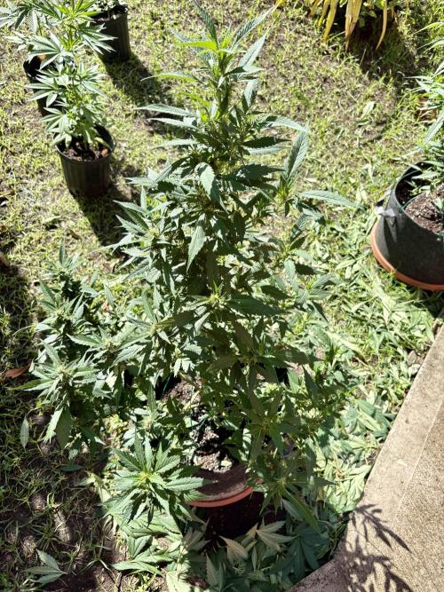 Blue Skunk - 4/12/26. Week 11