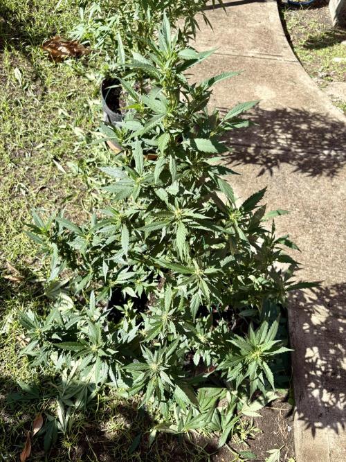 Blue Skunk - 4/12/26. Week 11