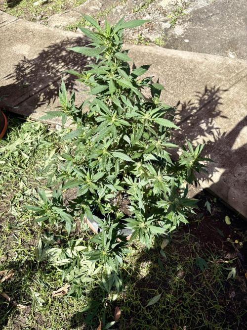 Blue Skunk - 4/12/26. Week 11