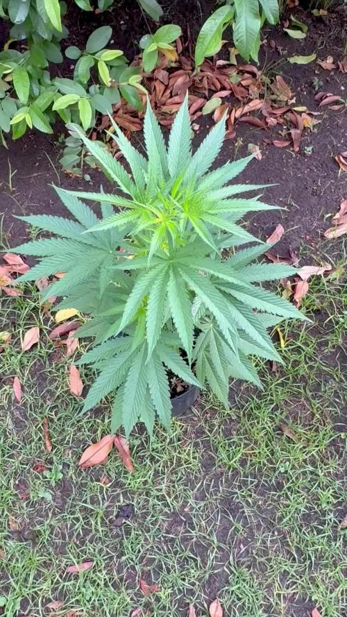 OG KUSH - 6/10/26
