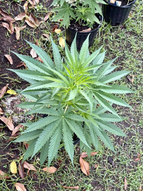 OG KUSH - 6/10/26. Week 6