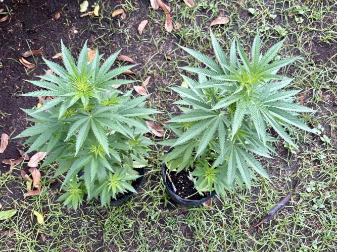 Purple Haze - 6/3/26. Week 7