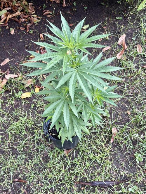 Purple Haze - 6/3/26. Week 7