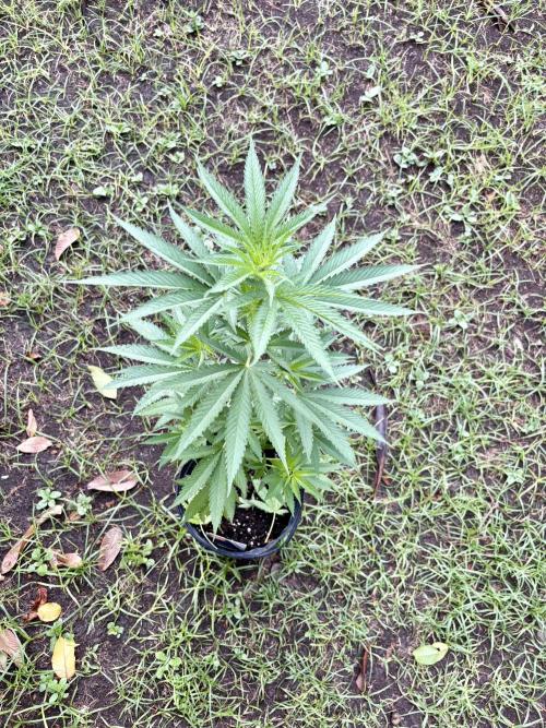 Purple Haze - 6/3/26. Week 7