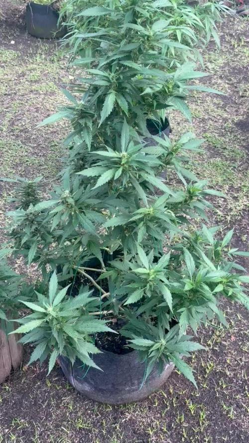 Blue Skunk - 4/12/26