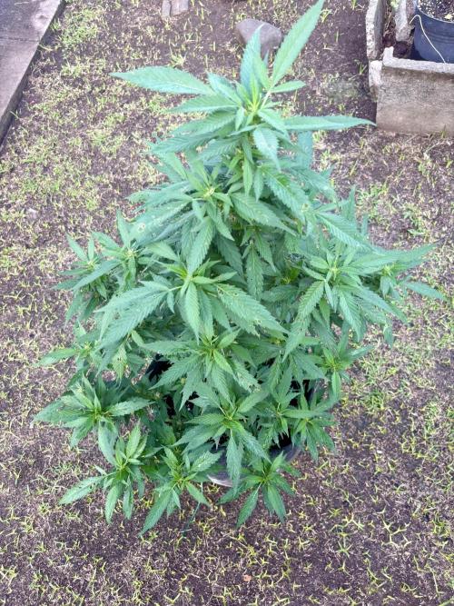 Blue Skunk - 4/12/26. Week 12