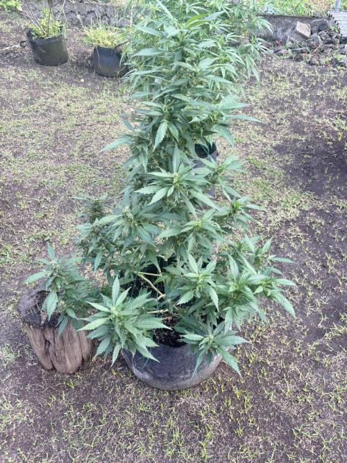 Blue Skunk - 4/12/26. Week 12