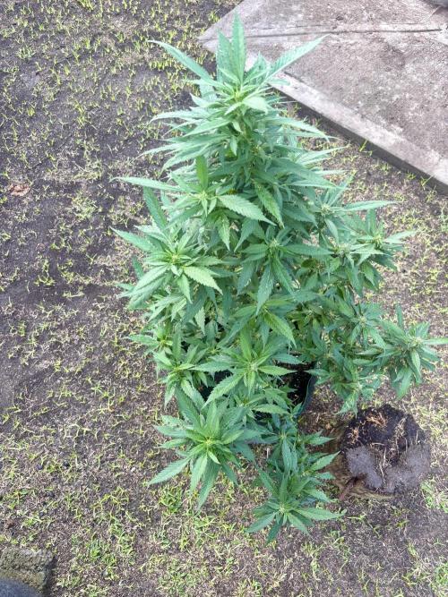 Blue Skunk - 4/12/26. Week 12