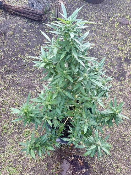 Blue Skunk - 4/12/26. Week 12