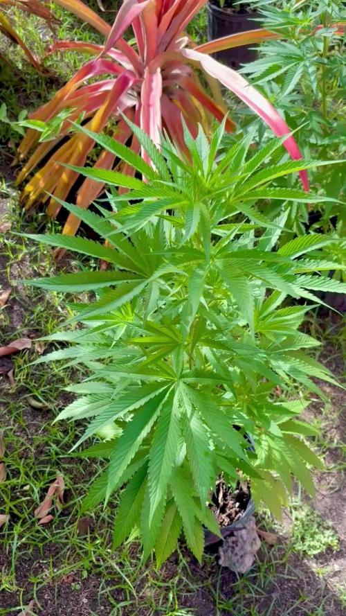 Purple Haze - 6/3/26