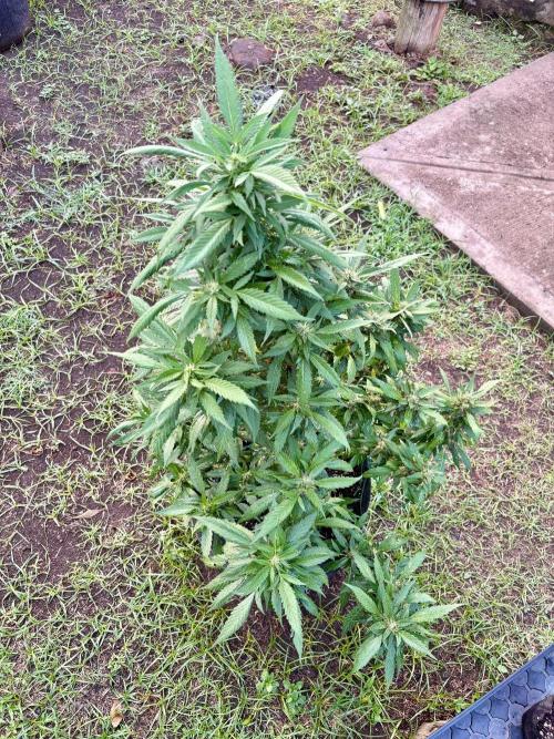 Blue Skunk - 4/12/26. Week 13