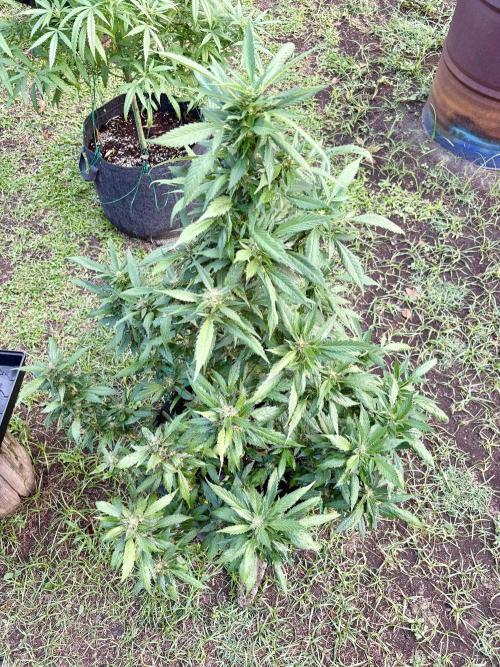 Blue Skunk - 4/12/26. Week 13