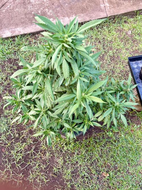 Blue Skunk - 4/12/26. Week 13