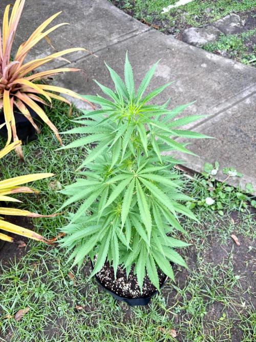 OG KUSH - 6/10/26. Week 8