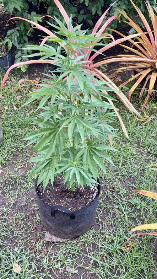 OG KUSH - 6/10/26. Week 8