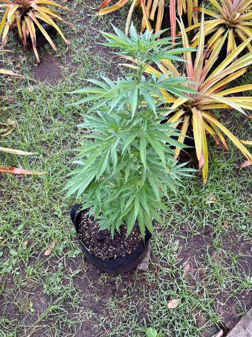 OG Kush. Week 8