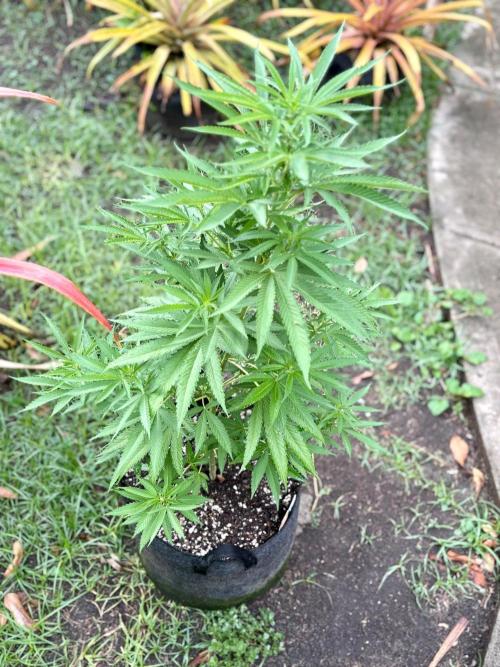 Purple Haze - 6/3/26. Week 9