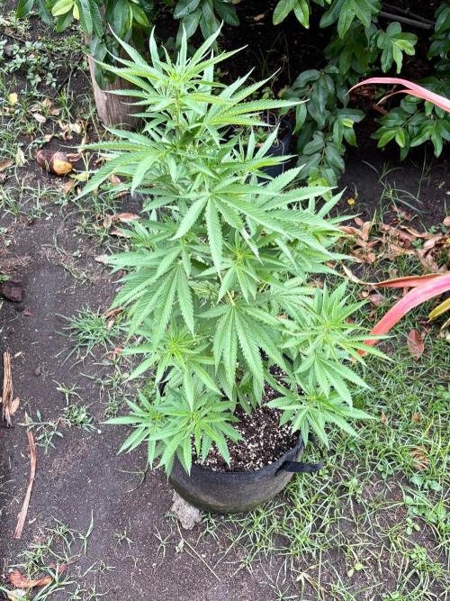 Purple Haze - 6/3/26. Week 9