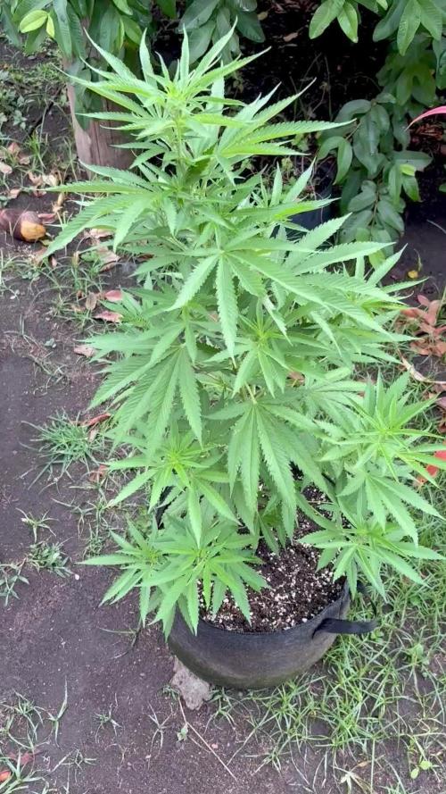 Purple Haze - 6/3/26