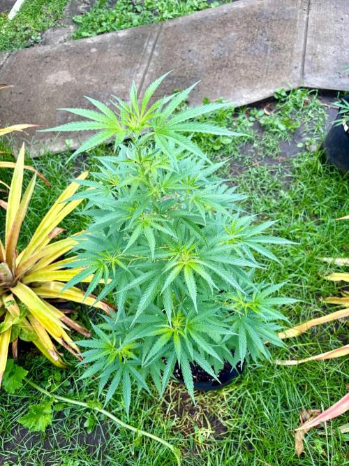OG Kush. Week 9