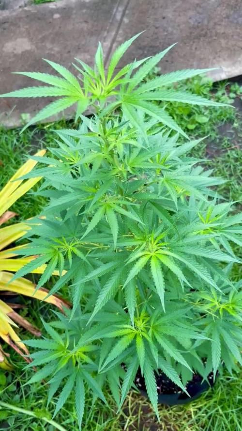 OG KUSH - 6/10/26