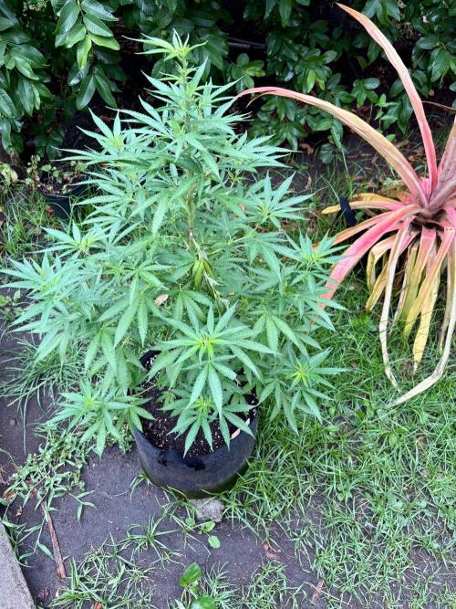 Purple Haze - 6/3/26. Week 10