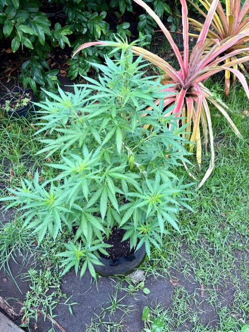 Purple Haze - 6/3/26. Week 10