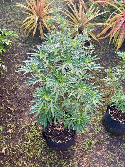 OG KUSH - 6/10/26. Week 10