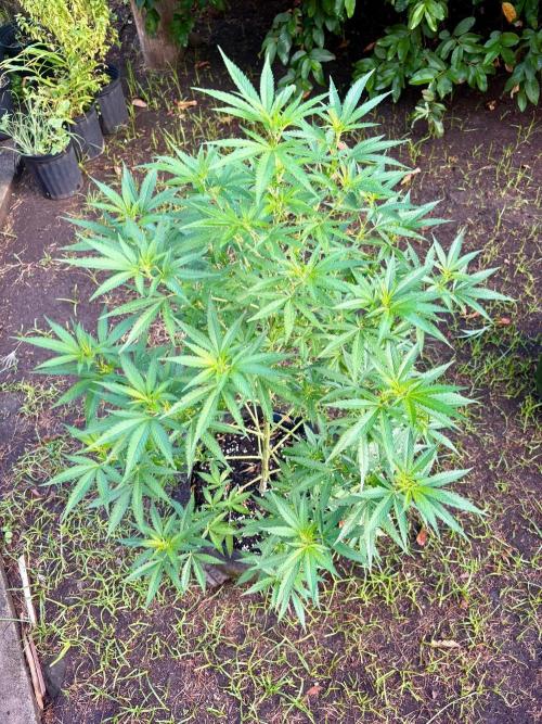 OG KUSH - 6/10/26. Week 10