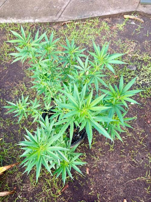 Purple Haze - 6/3/26. Week 11