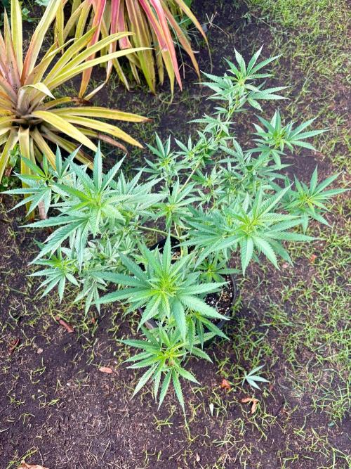 Purple Haze - 6/3/26. Week 11