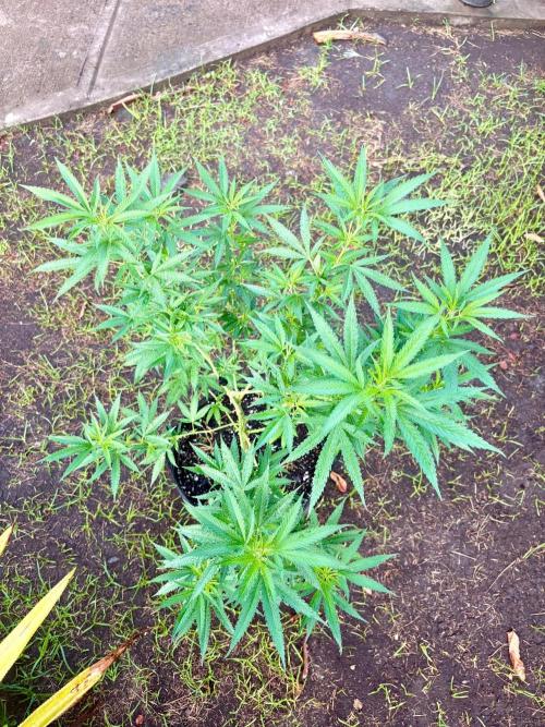 Purple Haze - 6/3/26. Week 11