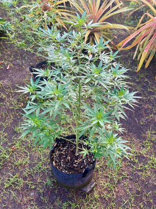 Purple Haze - 6/3/26. Week 11