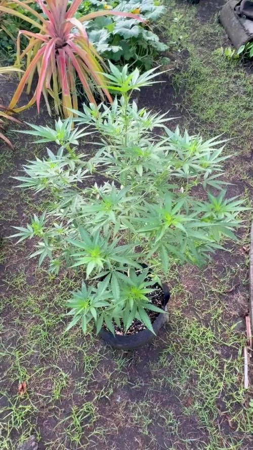 Purple Haze - 6/3/26