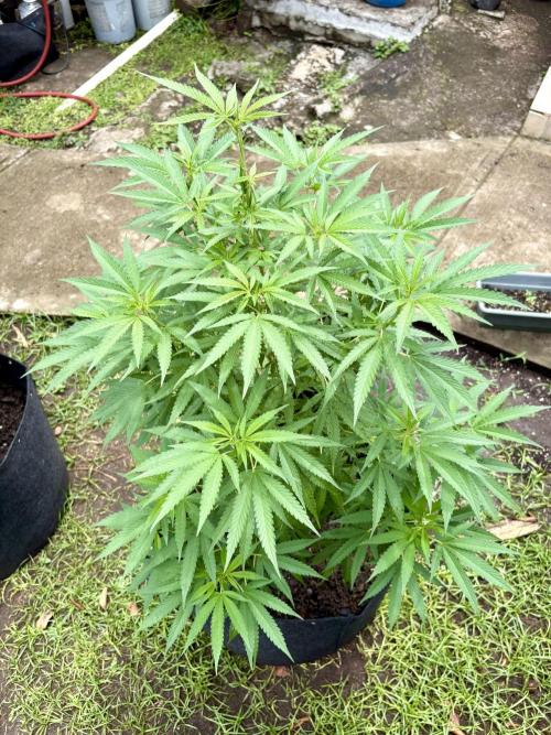 OG KUSH - 6/10/26. Week 11